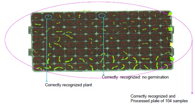 germination-2.jpg